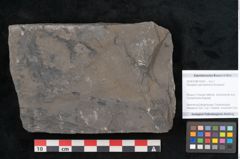 Foto (Objekt + Etikett) von Pecopteris permaeformis Brongniart (NHMW-GEO-2024-0188-10926)